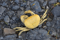 Geothelphusa albogilva