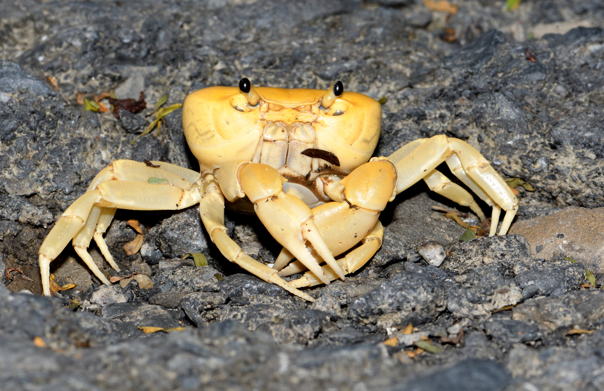 Geothelphusa albogilva · iNaturalist