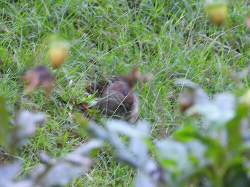 Sri Lankan Mountain Rat (Rattus montanus) — Endangered Mammalia