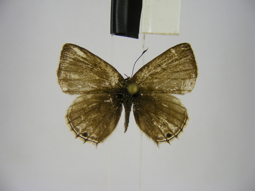 lesser indigo ciliate blue