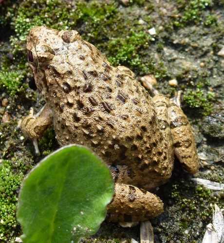 Fejervarya kawamurai