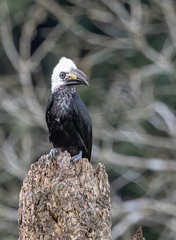 White-Crested Hornbill photo 4