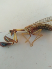 Mantispa styriaca