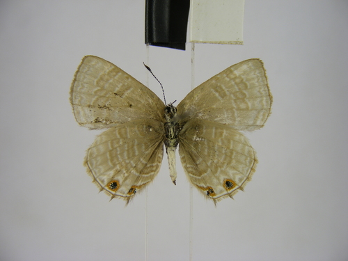 lesser indigo ciliate blue