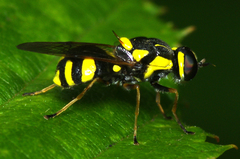 Oxycera rara