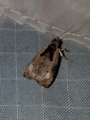 Olethreutes punctanum