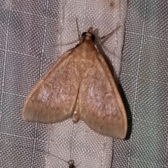 Framinghamia helvalis