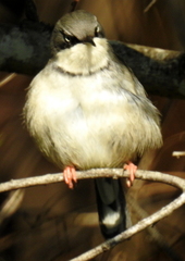 Apalis thoracica claudei