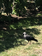 Corvus monedula