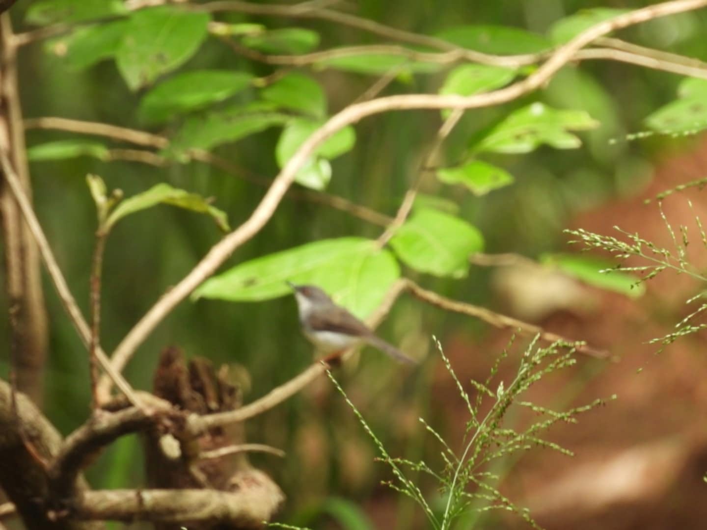 Grey-breasted Prinia