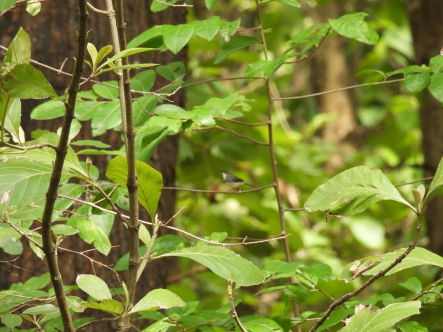 Grey-breasted Prinia