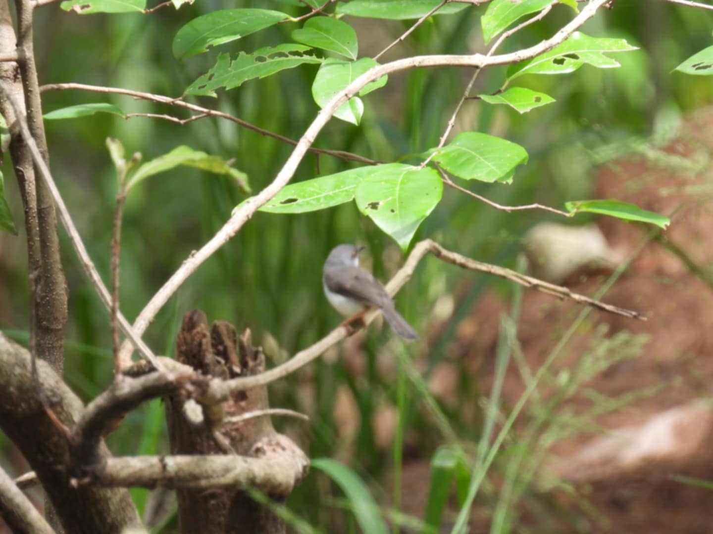 Grey-breasted Prinia
