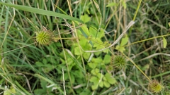 Geum urbanum