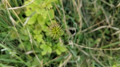 Geum urbanum