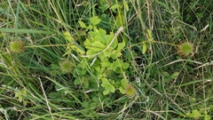 Geum urbanum