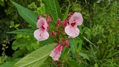 Impatiens glandulifera
