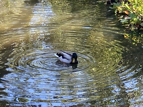 iNaturalist observation photo of Mallard