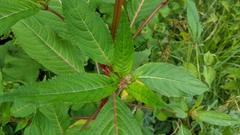 Impatiens glandulifera