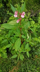 Impatiens glandulifera