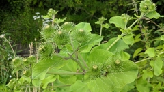 Arctium