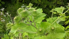 Arctium