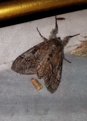Dasychira obliquata