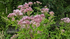 Eupatorium cannabinum