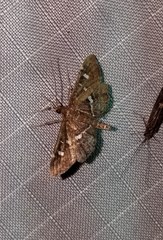 Diathrausta