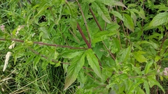 Eupatorium cannabinum