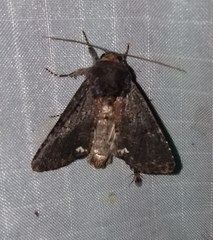 Melanchra assimilis