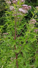 Eupatorium cannabinum