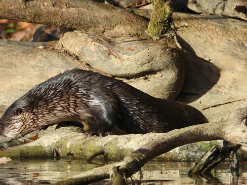 North American River Otter photographed in Ohio