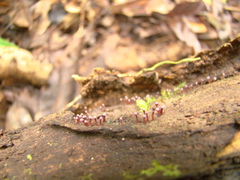 Ascocoryne trichophora