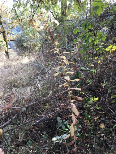 Image of Doellingeria vialis by (c) Ed Alverson, some rights reserved (CC BY)