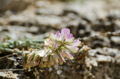 Hedysarum candidum