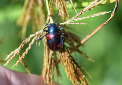 Platycorynus undatus