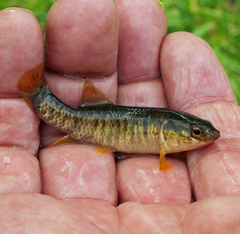 Umbra limi