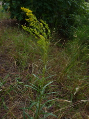 Solidago pinetorum