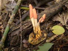 Ophiocordyceps melolonthae