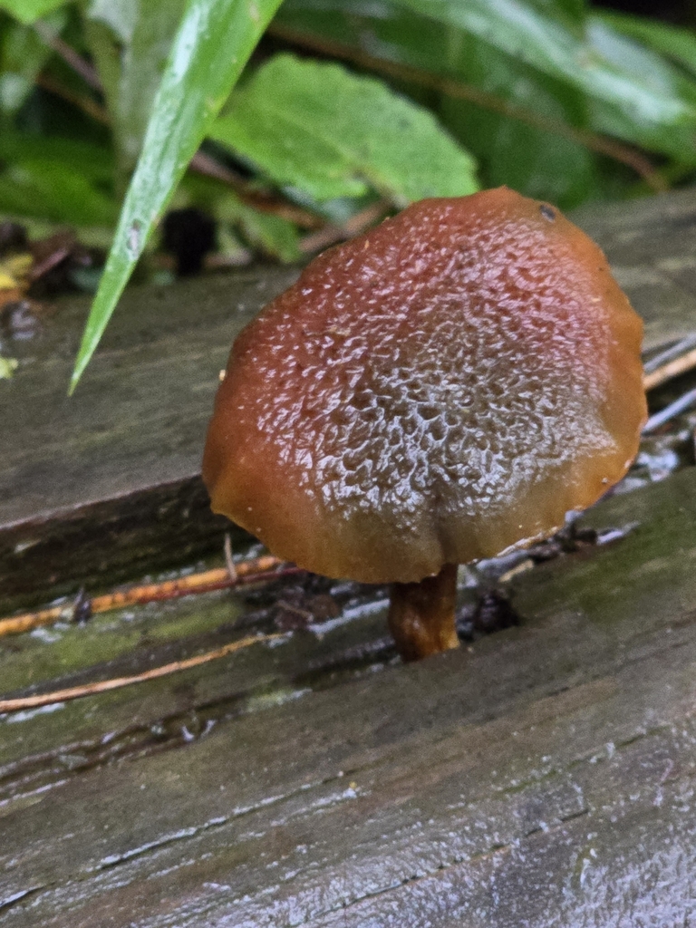 Gymnopilus luteofolius · November 2024 · photo: © alan_rockefeller (iNaturalist, cc-by-sa)