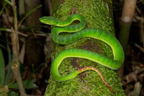 Photo of a Gunalen's Pitviper (Trimeresurus gunaleni)