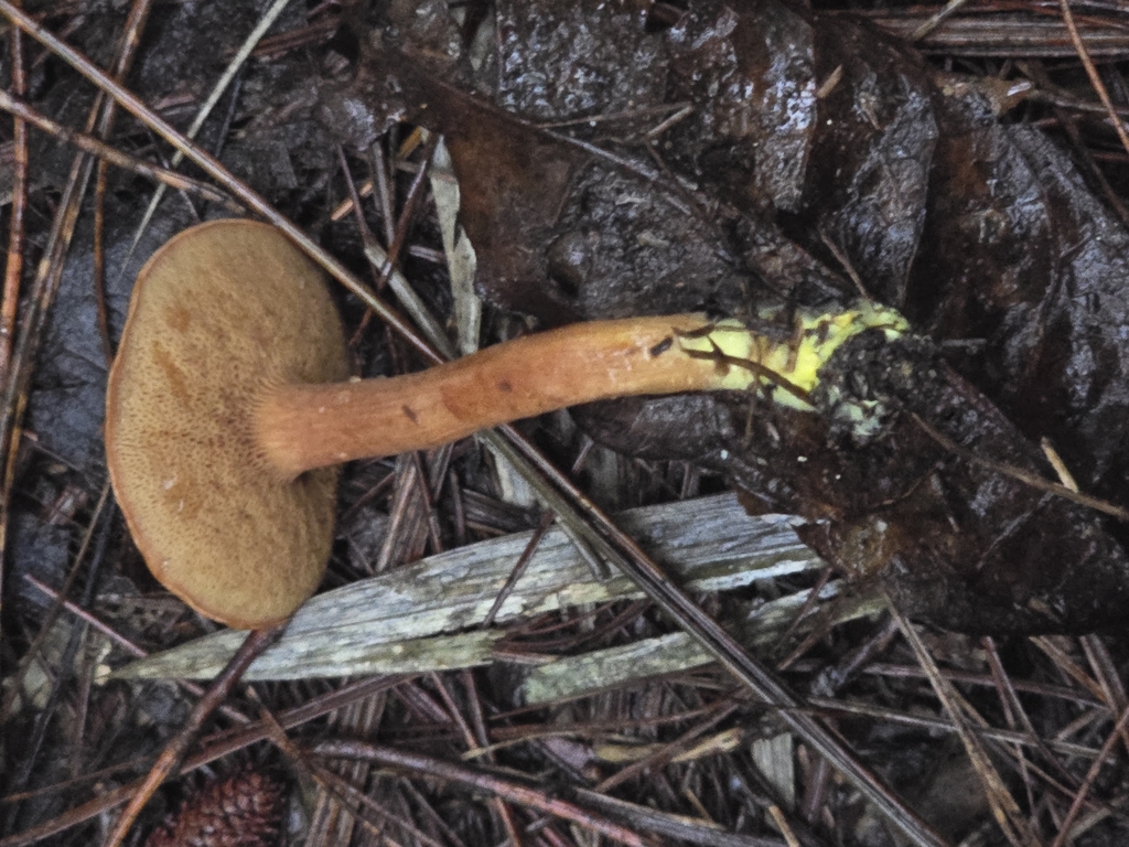 Chalciporus piperatus · November 2024 · photo: © alan_rockefeller (iNaturalist, cc-by-sa)
