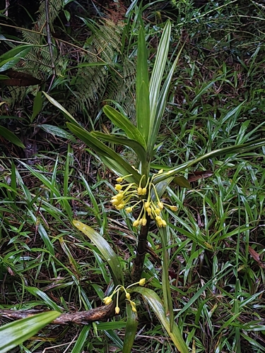 Image of Maxillaria aurea by (c) Alan Rockefeller, some rights reserved (CC BY)