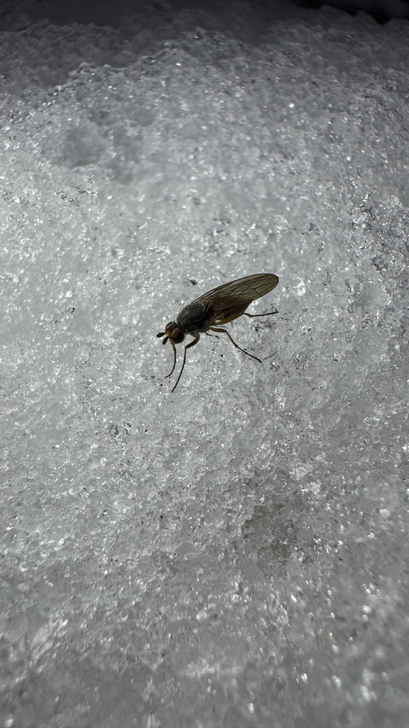 Heteromyza oculata