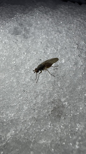 Heteromyza oculata