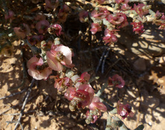 Anabasis articulata