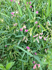 Lathyrus