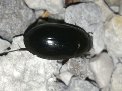 Hydrochara caraboides