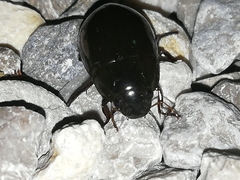 Hydrochara caraboides