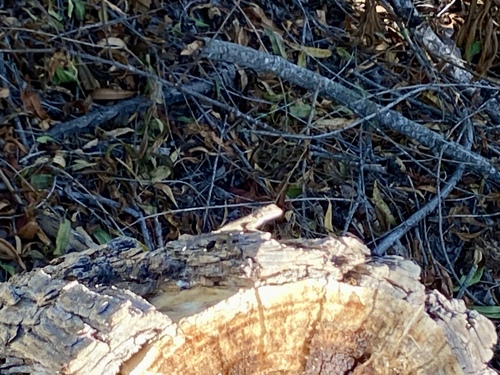 iNaturalist observation photo of Western Fence Lizard